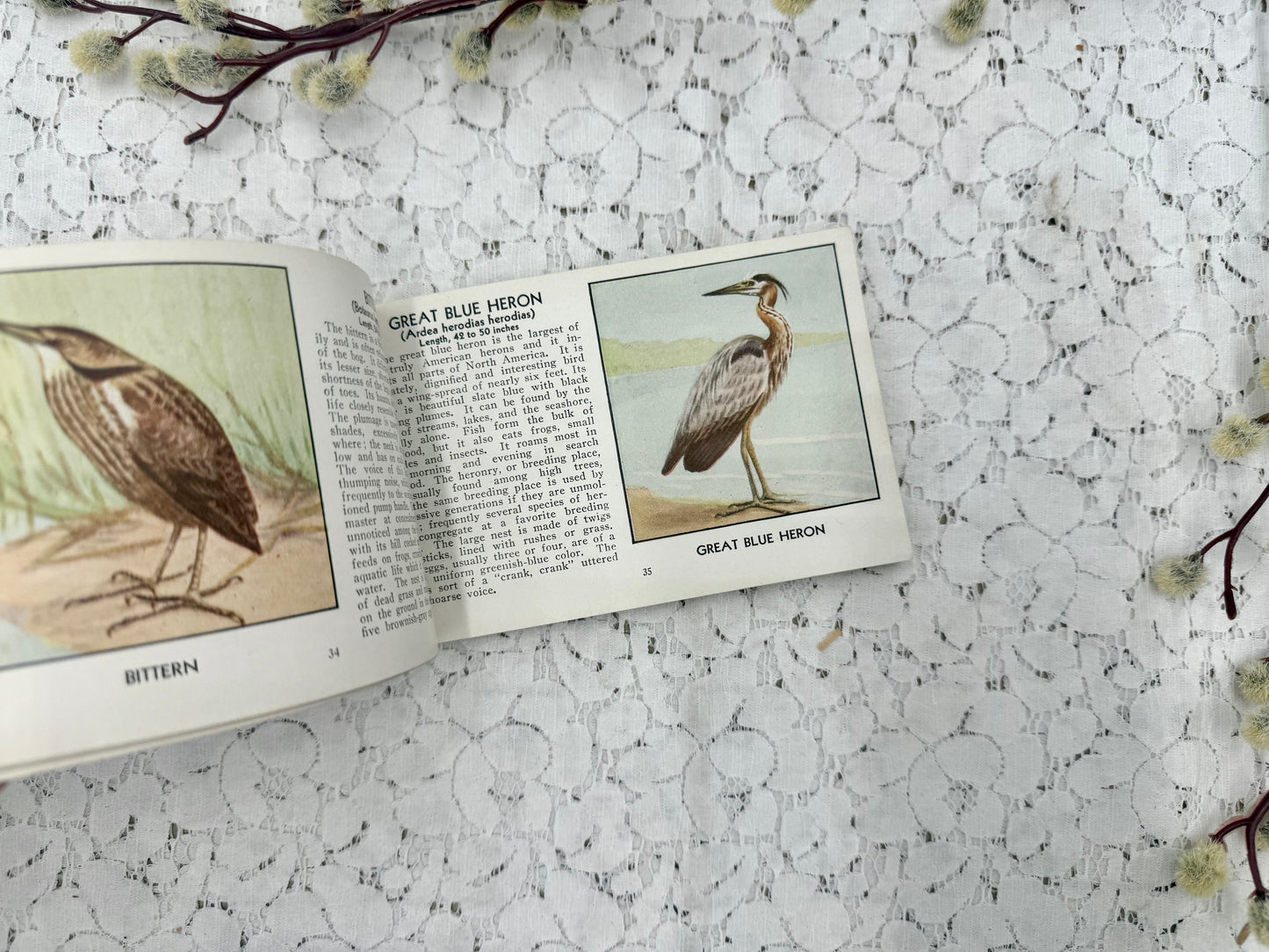Bird Book
