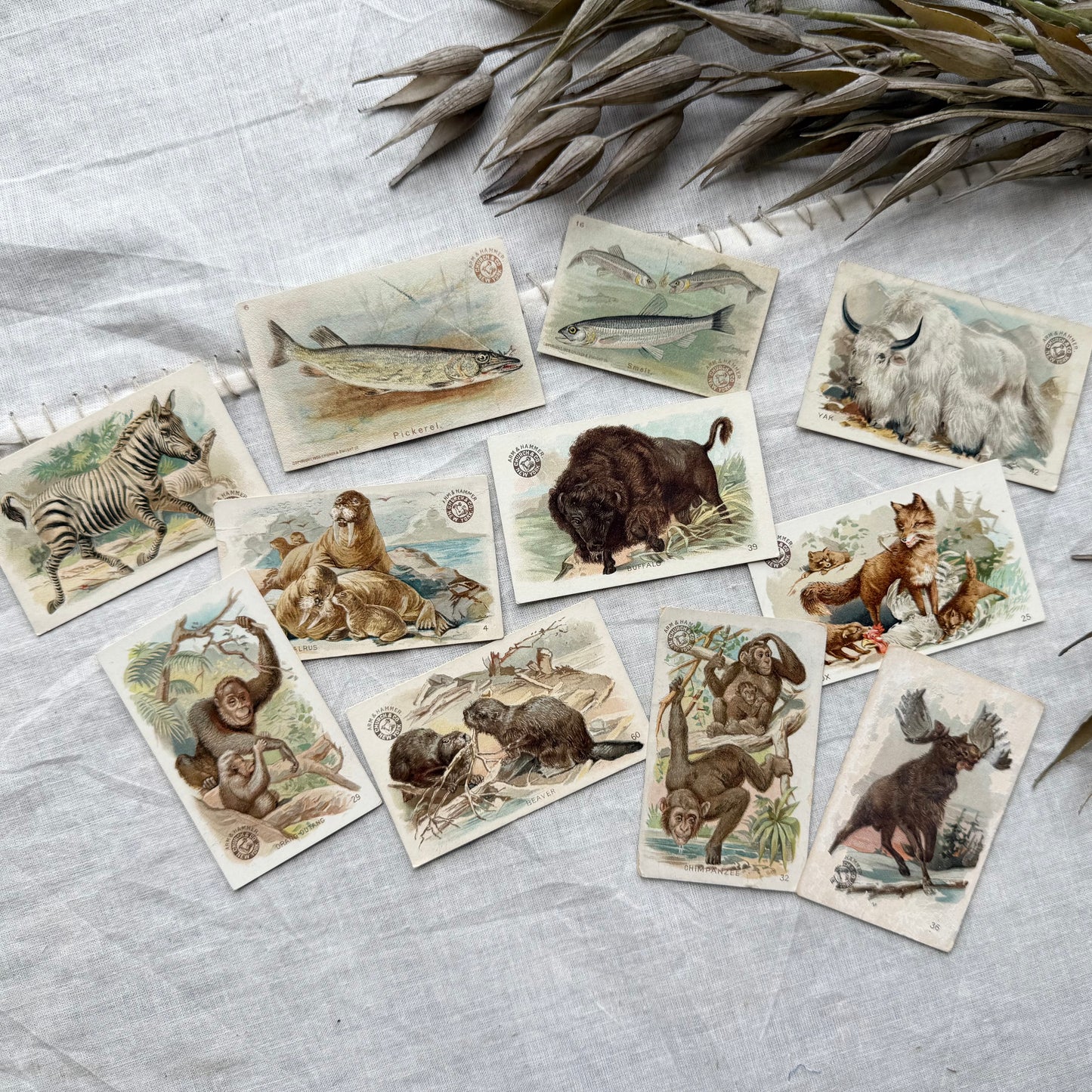 Vintage Animal Trading Card Set