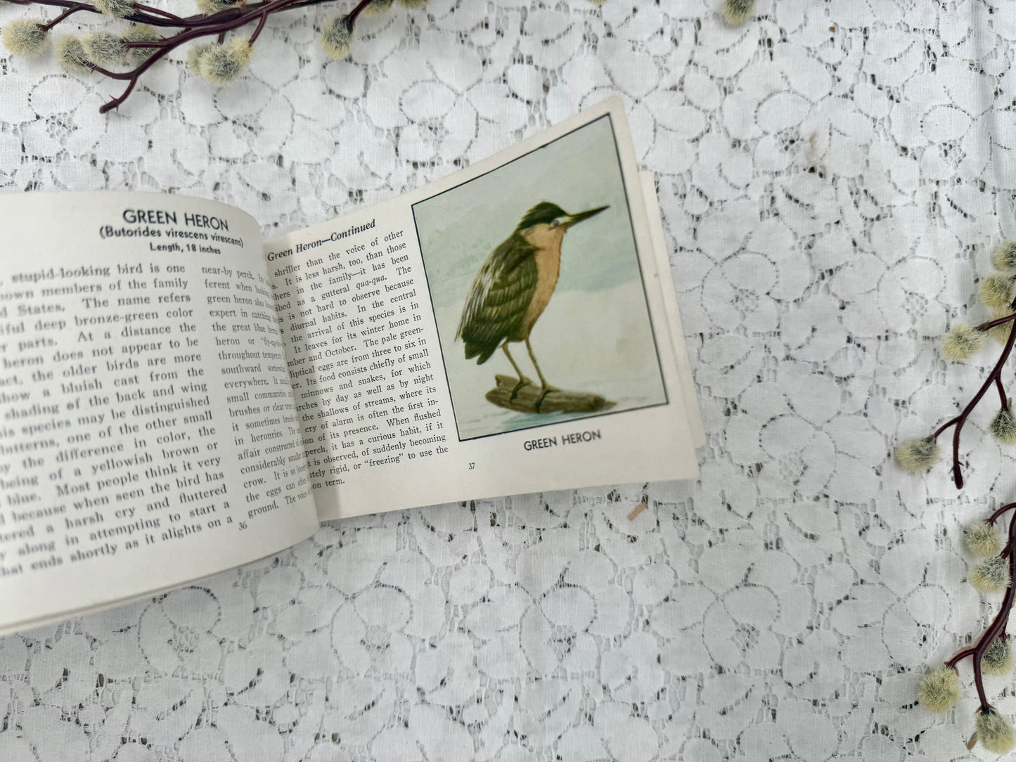 Bird Book