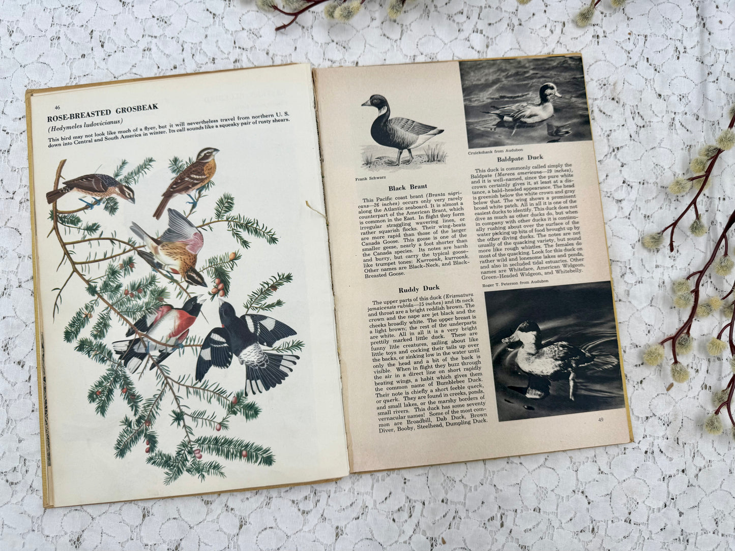 Vintage Bird Book