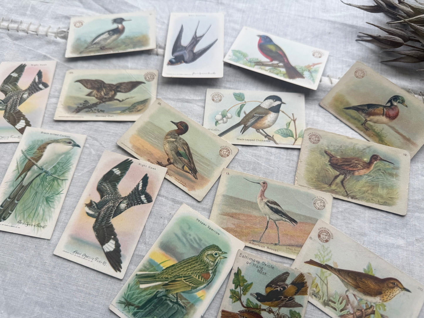 Vintage Bird Trading Cards