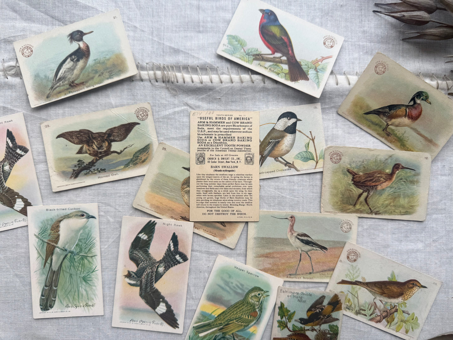 Vintage Bird Trading Cards
