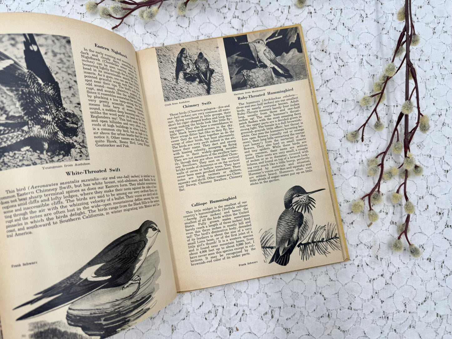 Vintage Bird Book