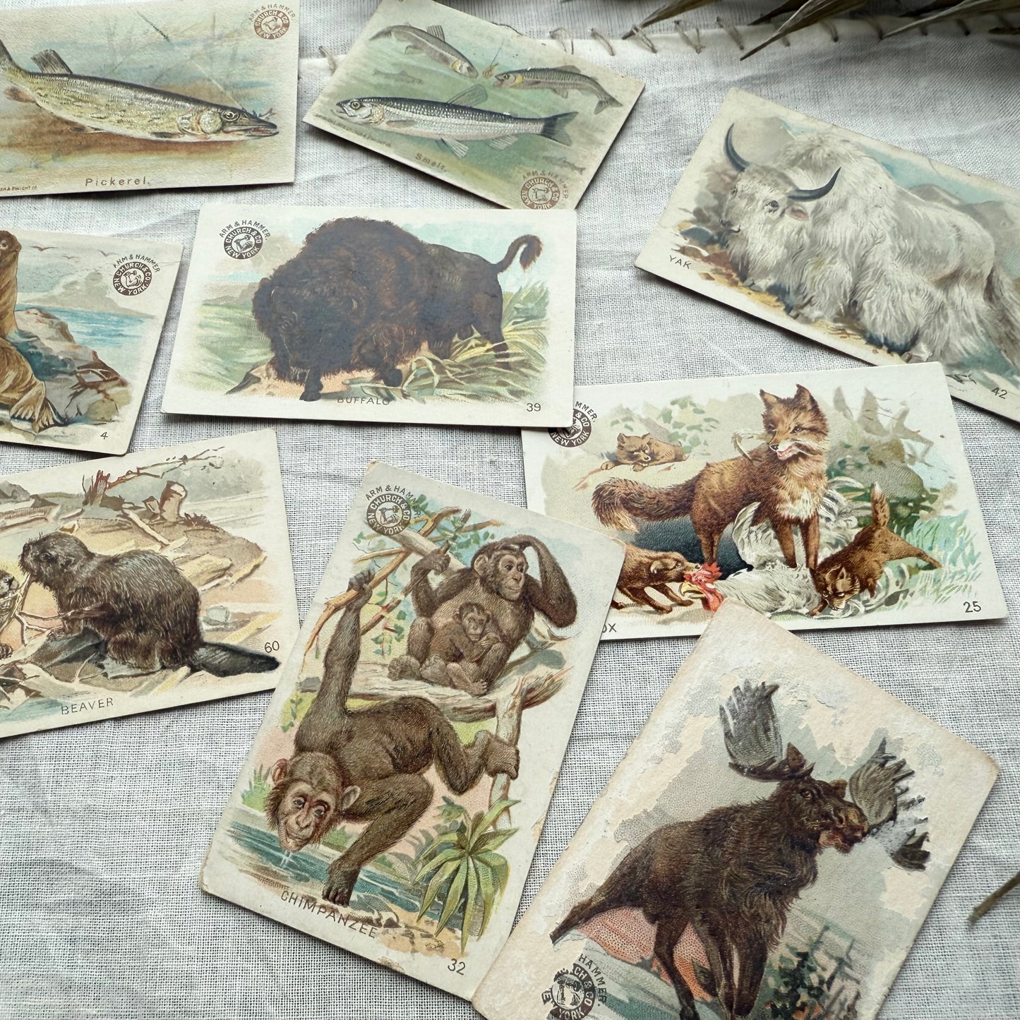 Vintage Animal Trading Card Set