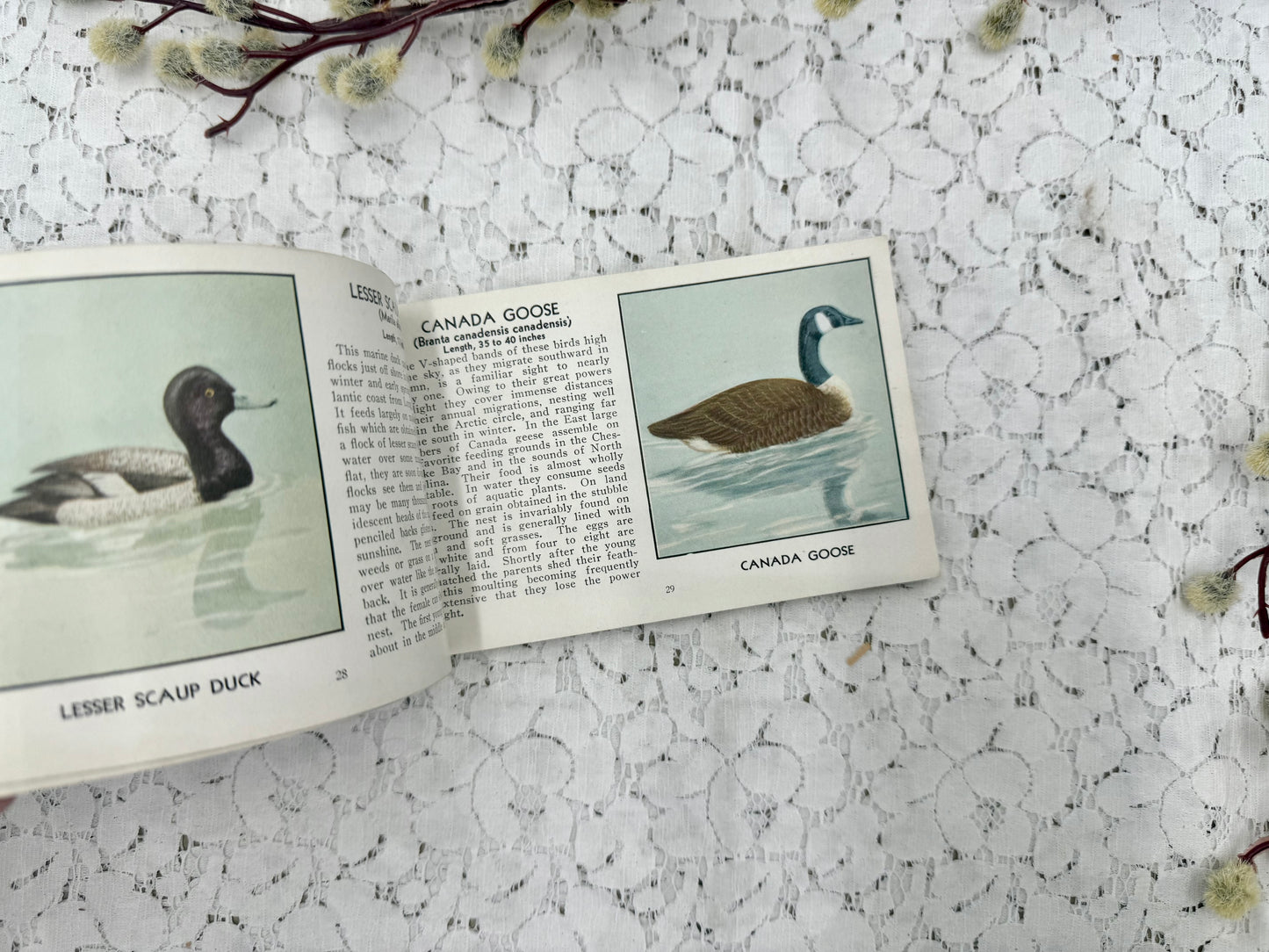 Bird Book