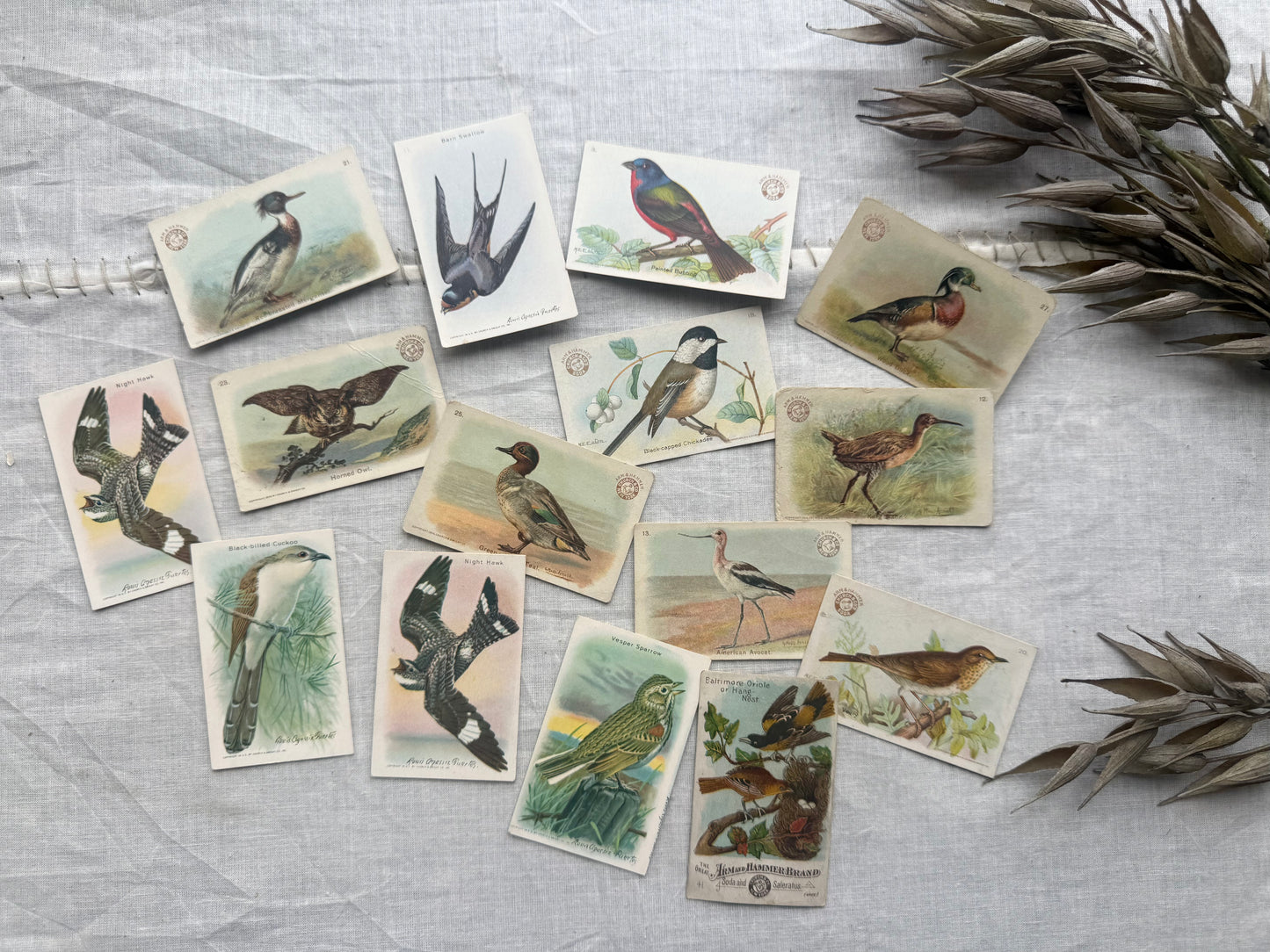 Vintage Bird Trading Cards