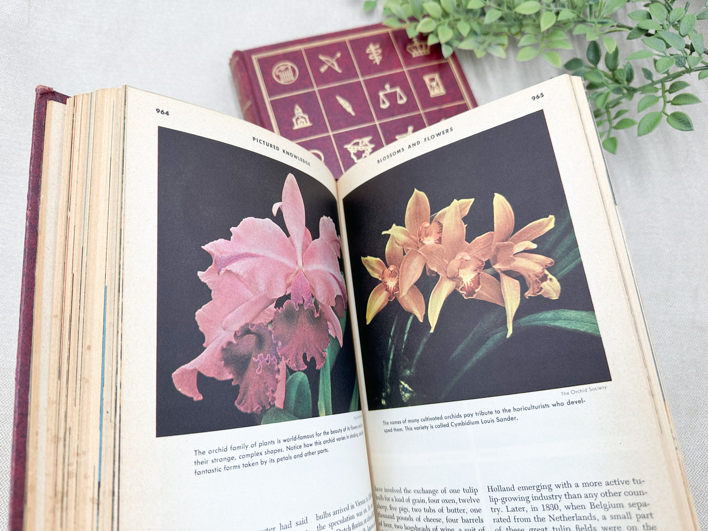 Full Color Encyclopedia