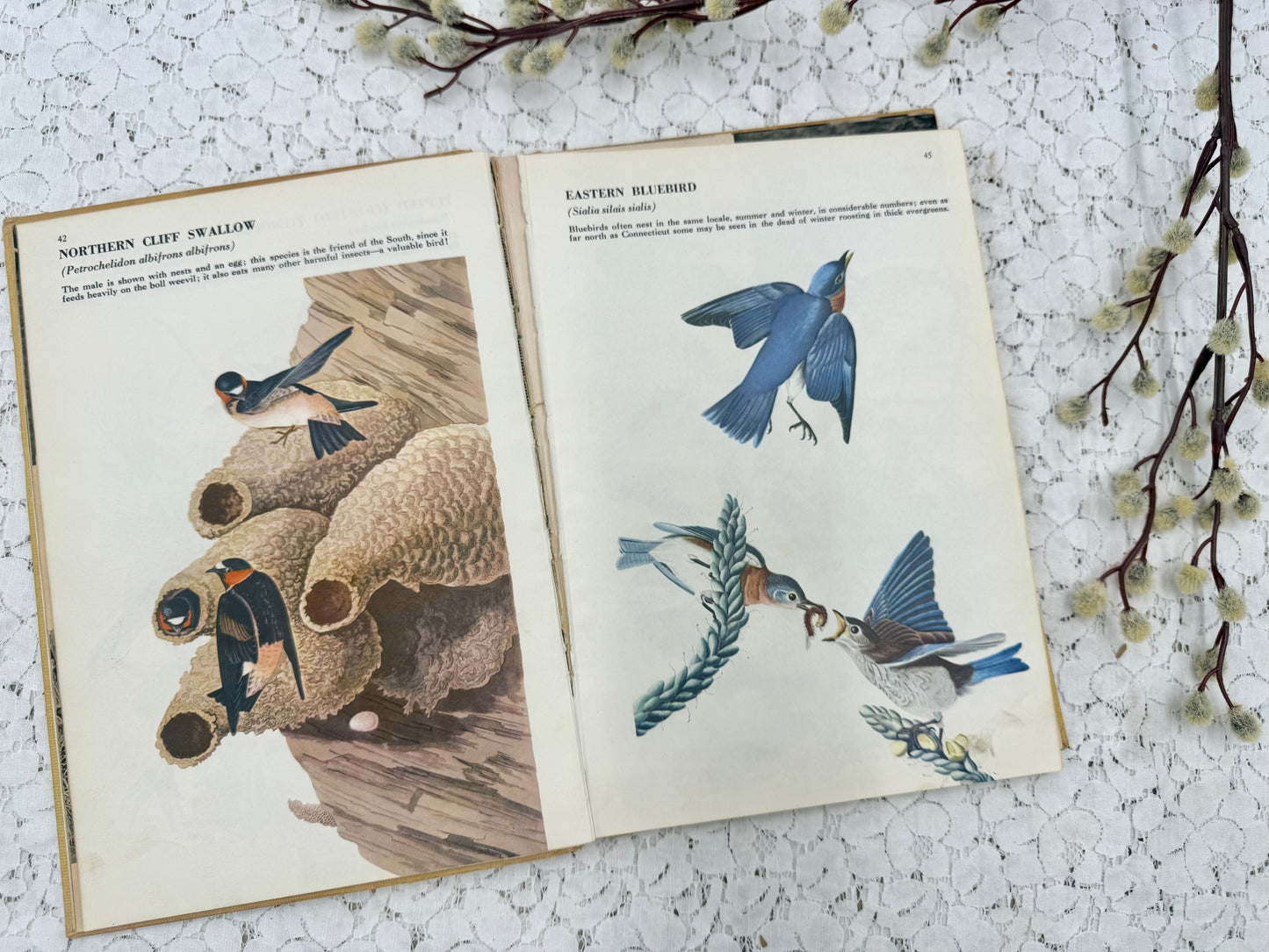 Vintage Bird Book