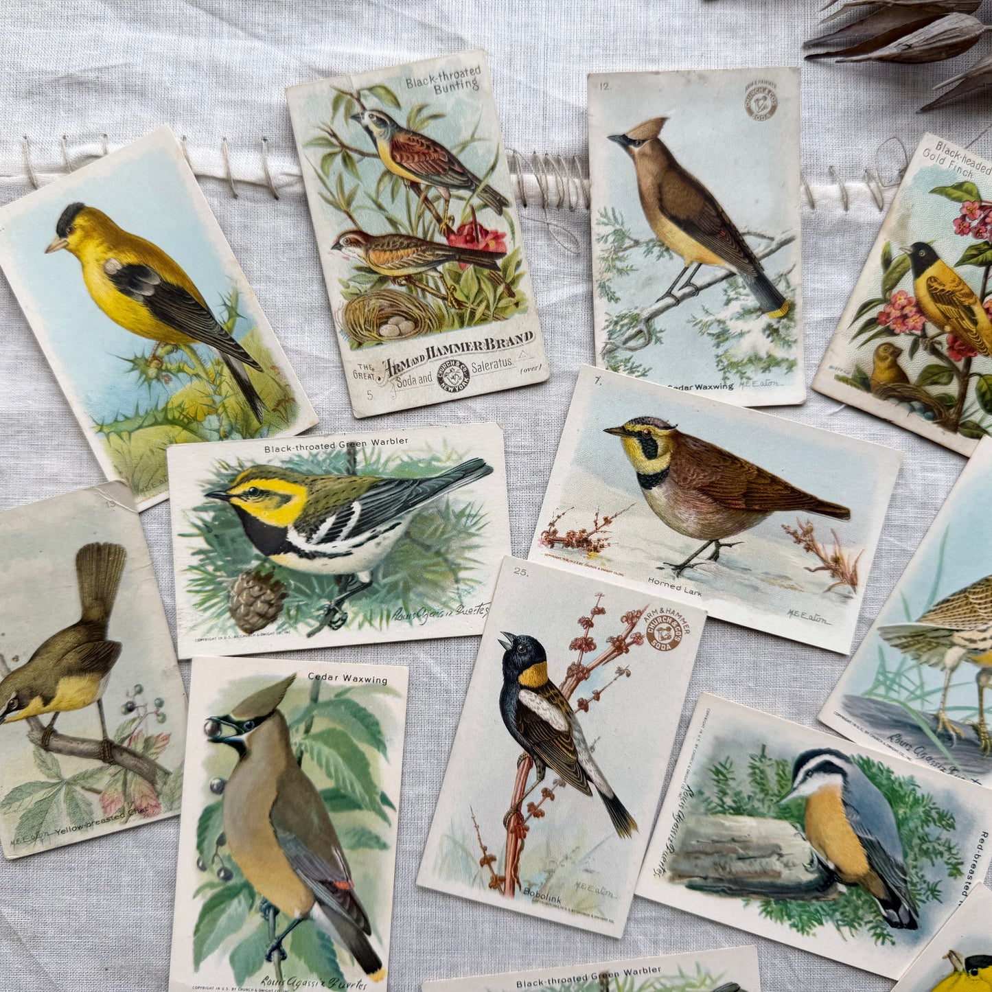 Vintage Bird Trading Card Set