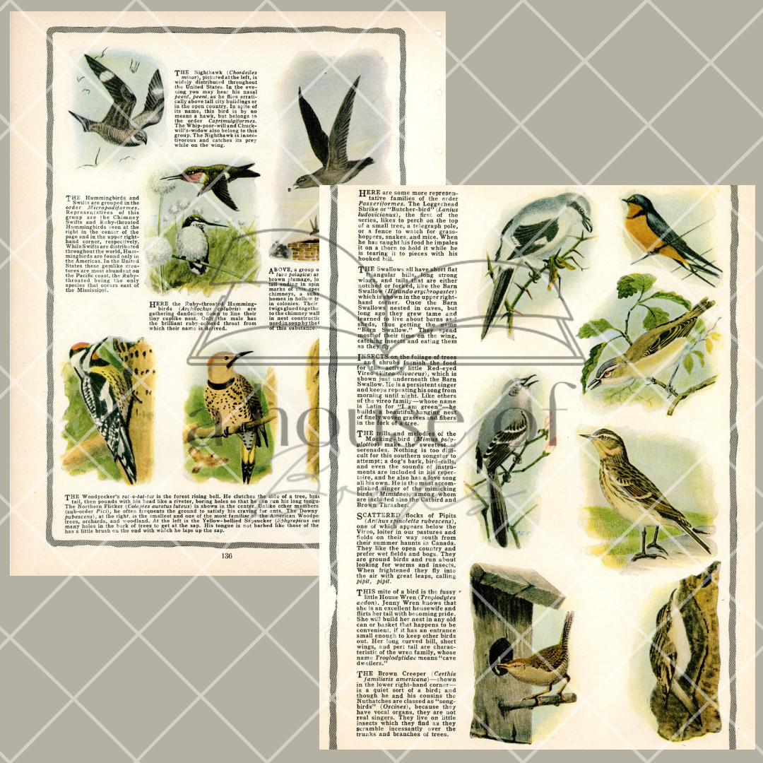 Bird Images- Digital Download
