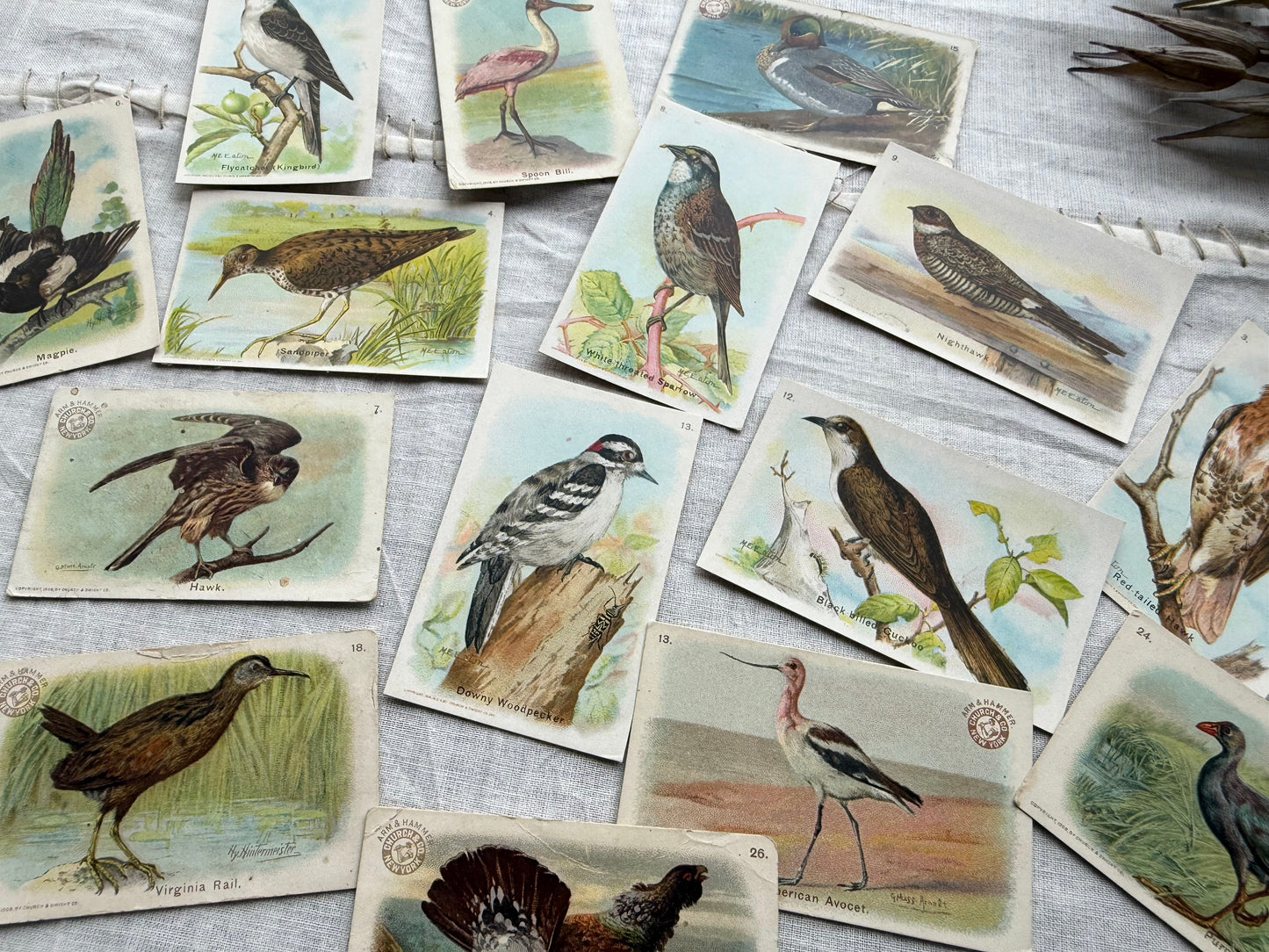 Vintage Bird Trading Cards