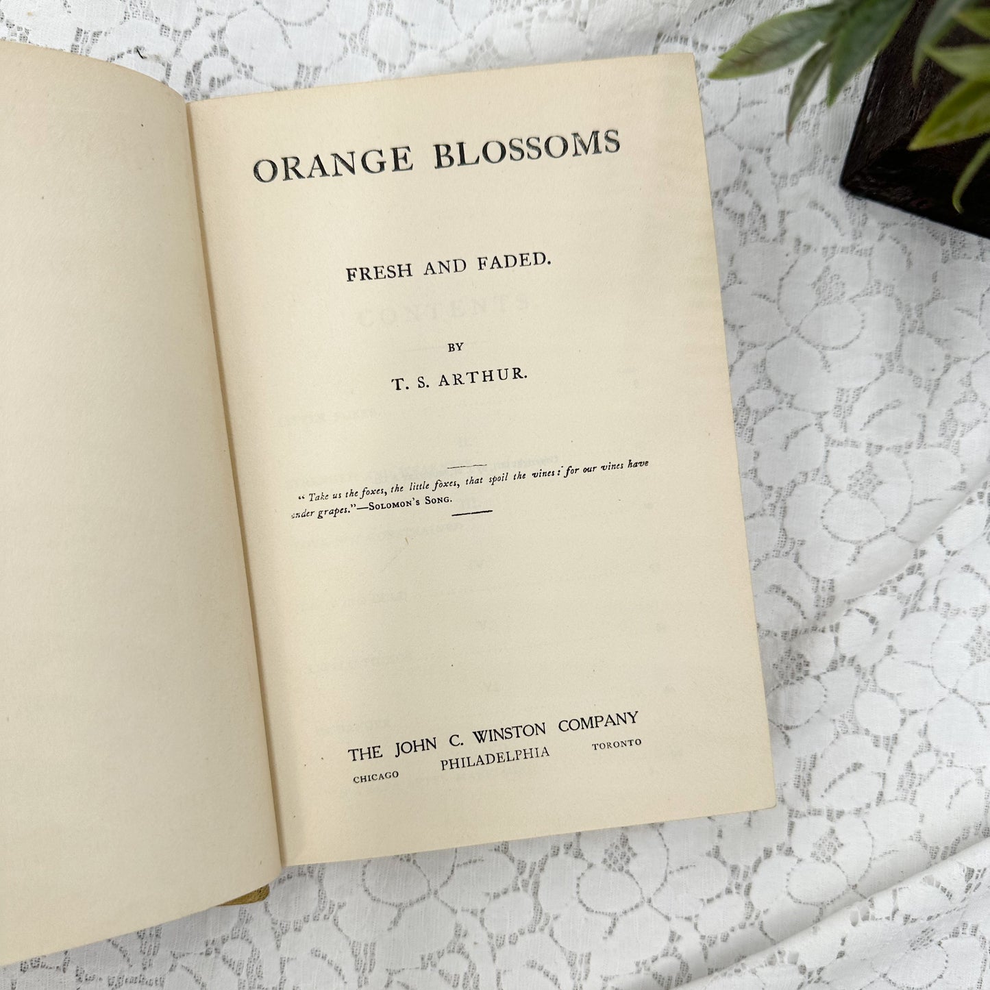 Orange Blossoms