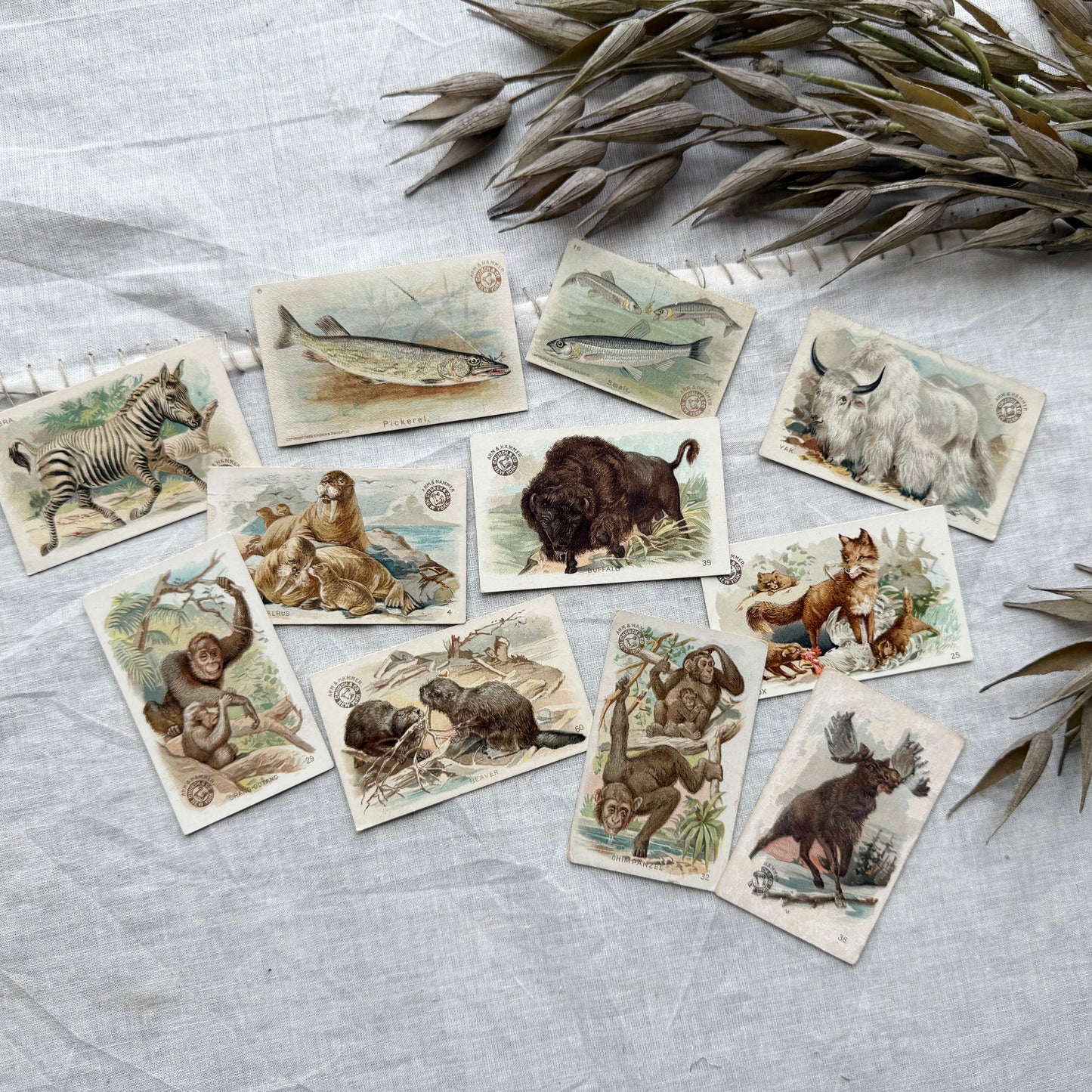 Vintage Animal Trading Card Set