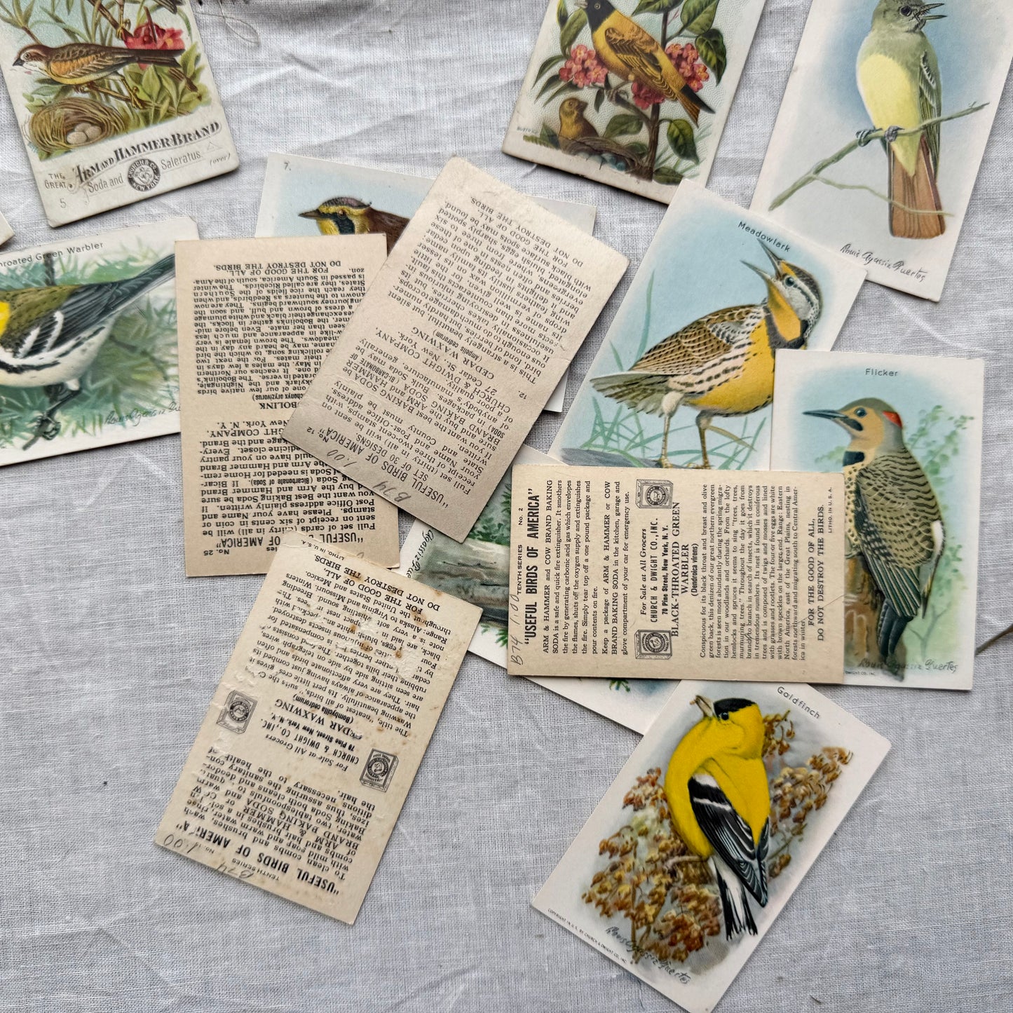 Vintage Bird Trading Card Set