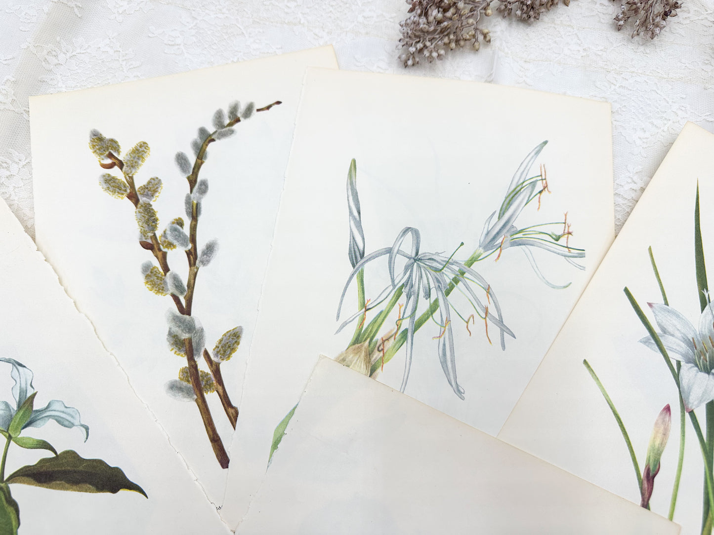 Vintage Botanical Print Set