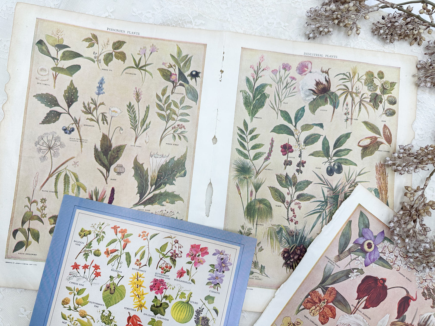 Vintage Botanical Page Set
