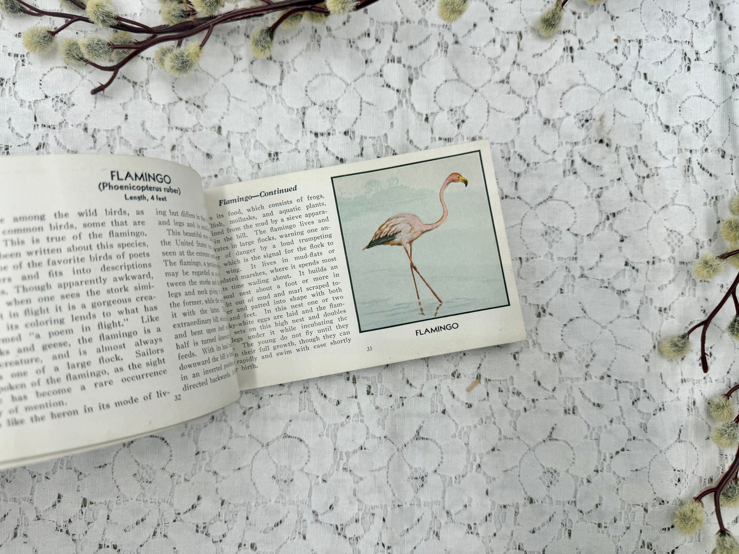 Bird Book