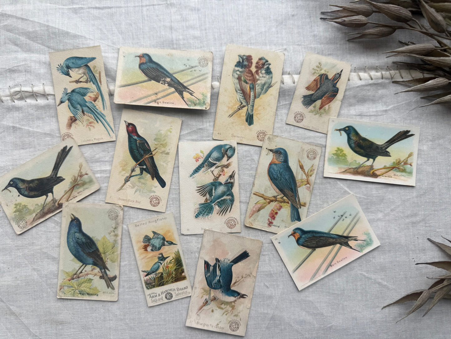 Vintage Bird Trading Card Set