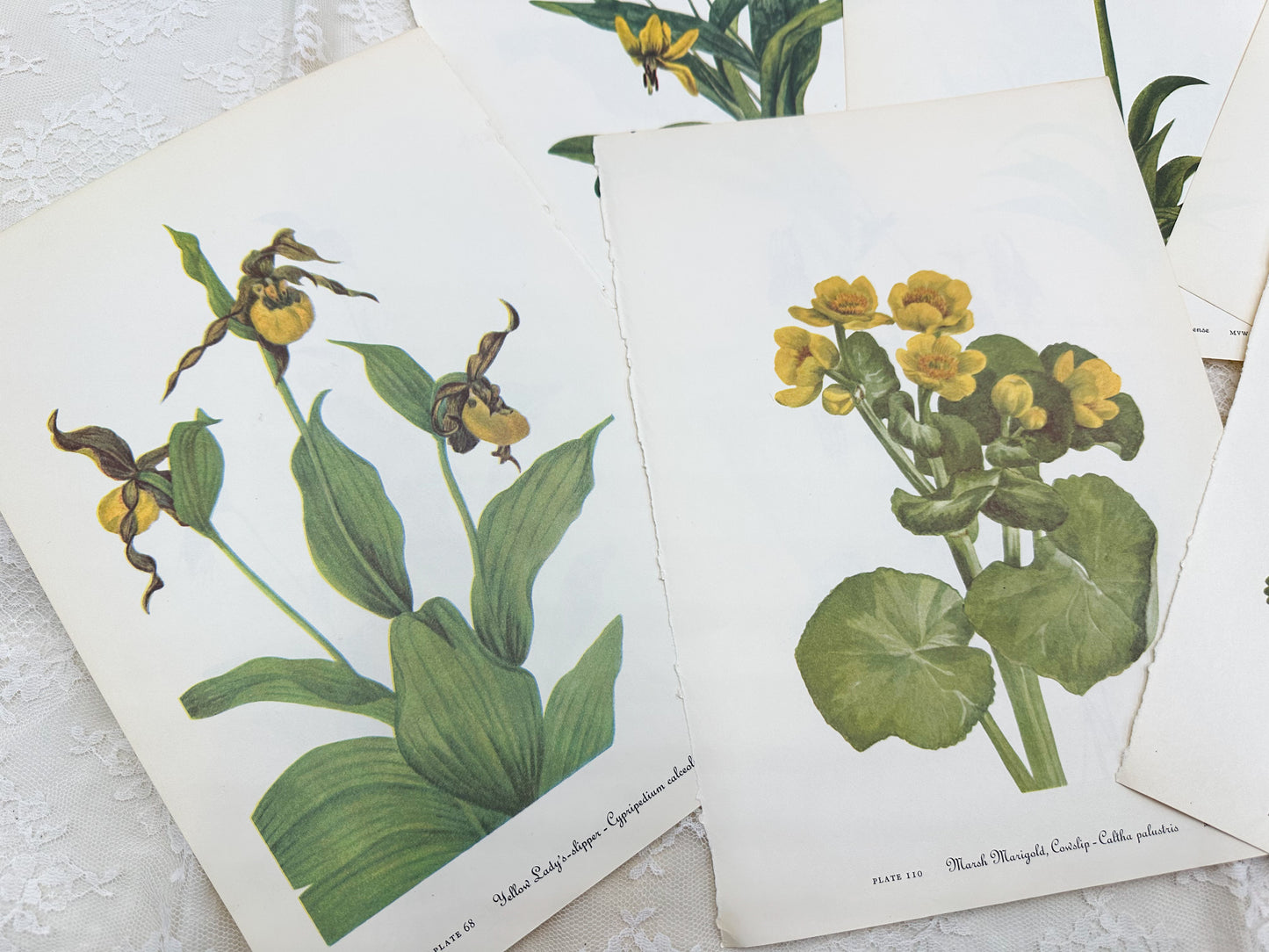 Vintage Botanical Print Set