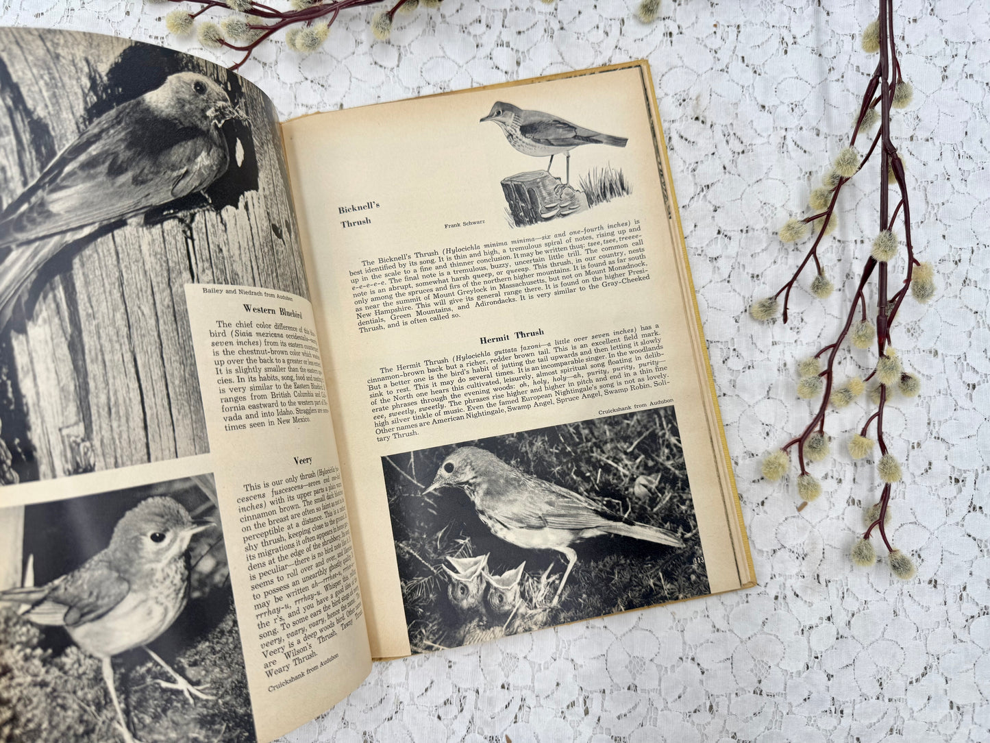 Vintage Bird Book
