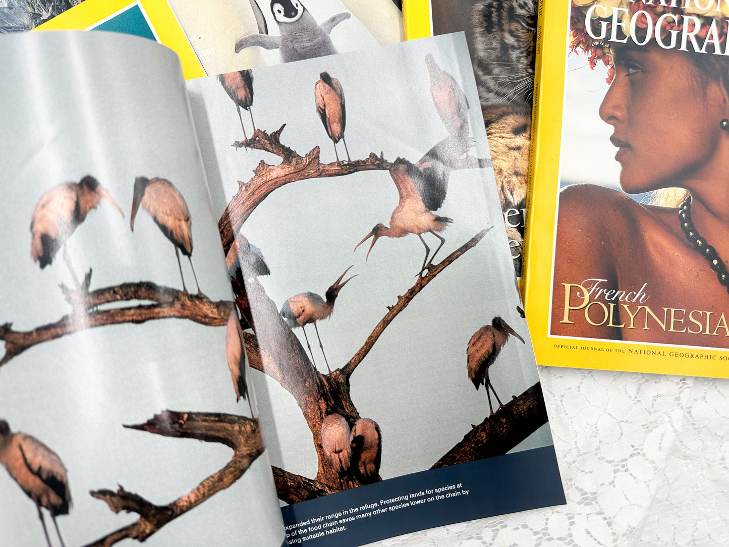 1990's National Geographic Magazines Set of 5