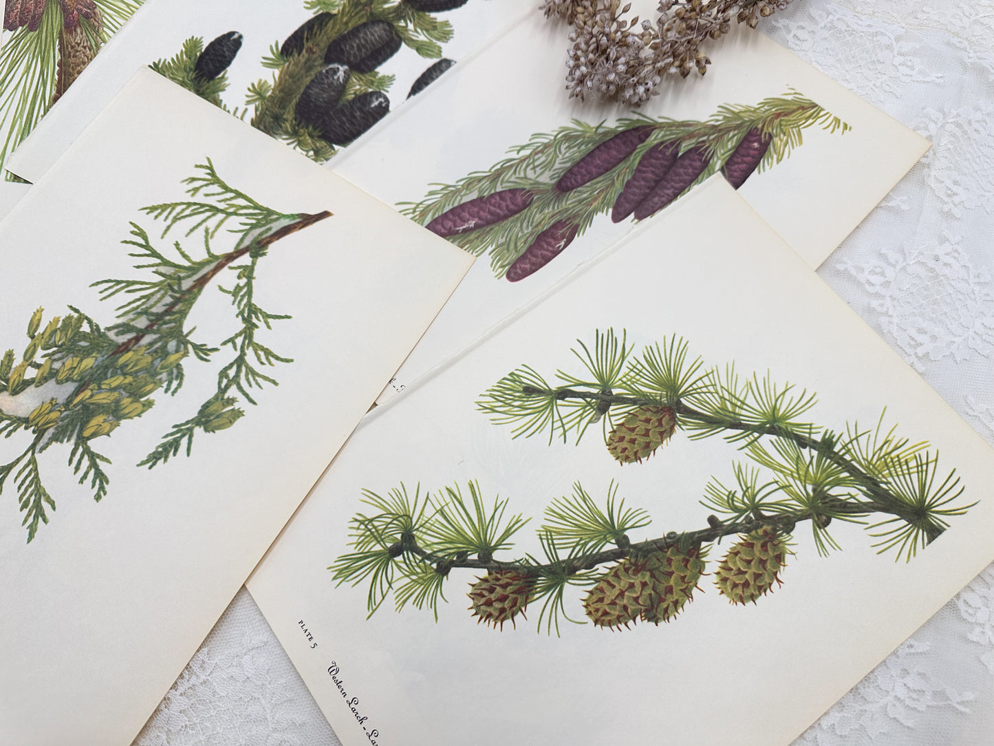 Botanical Print Set