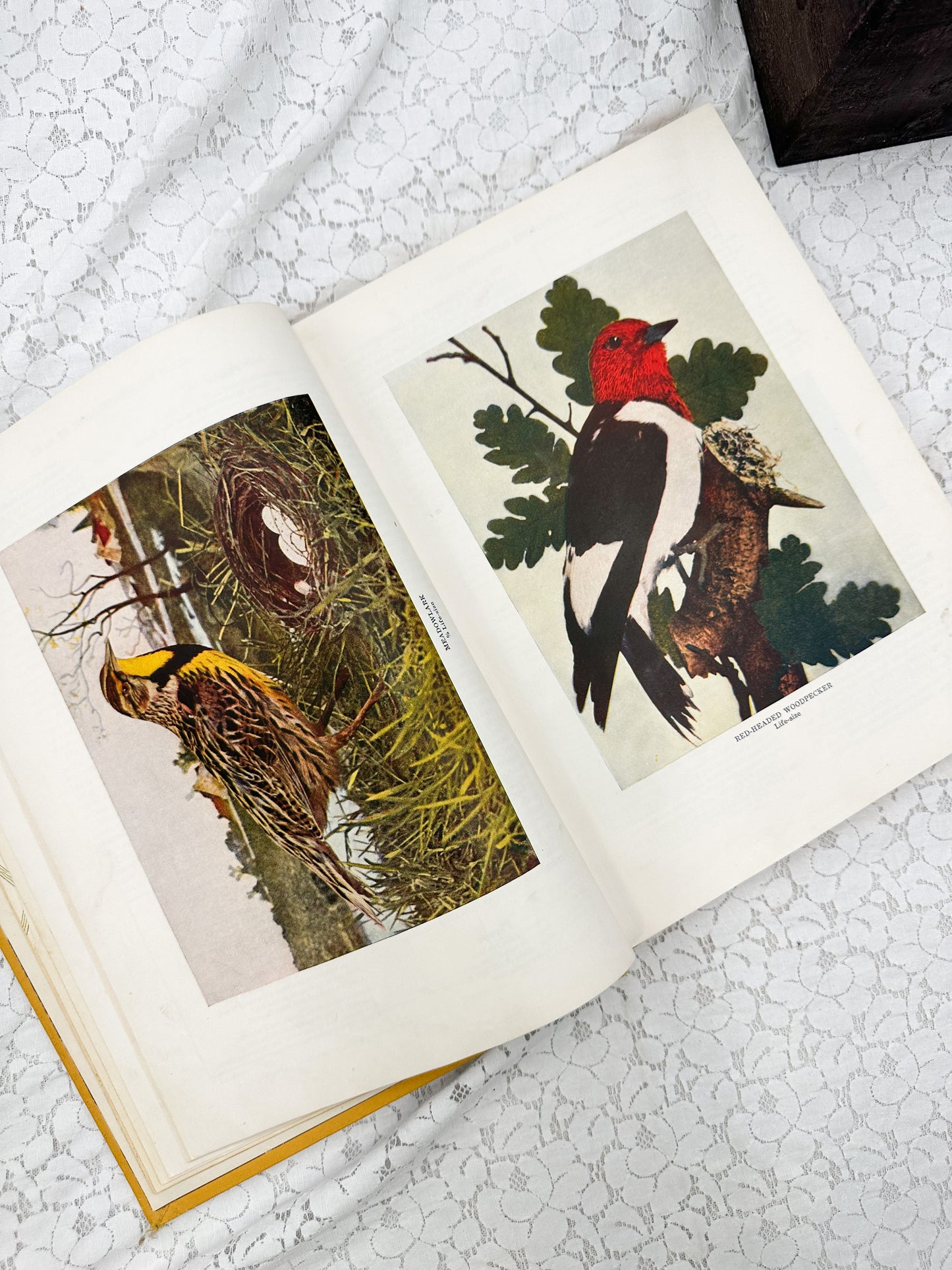 The Junior Instruction Book Two