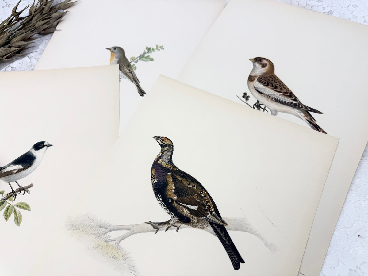 Vintage Bird Print Set