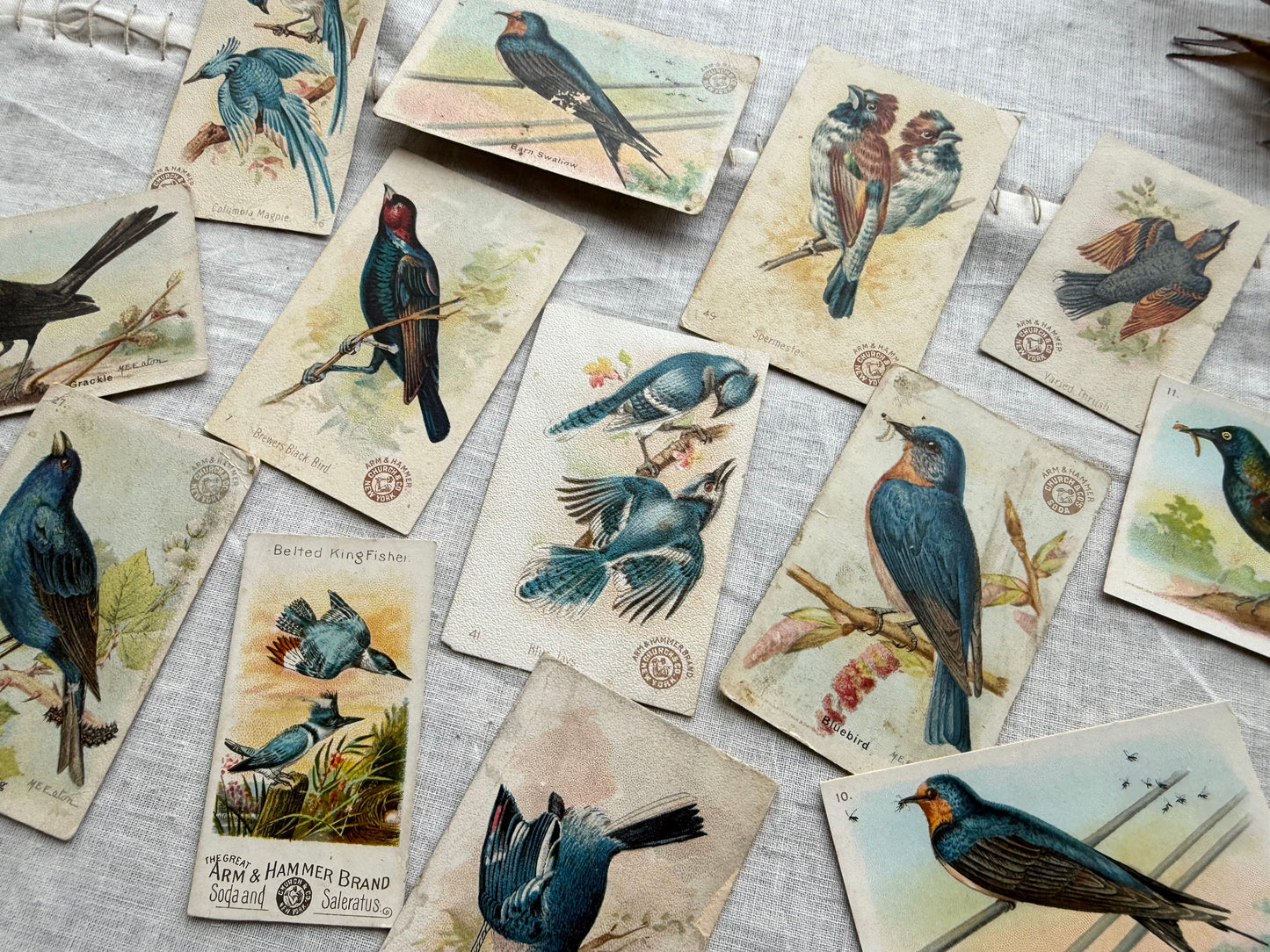 Vintage Bird Trading Card Set