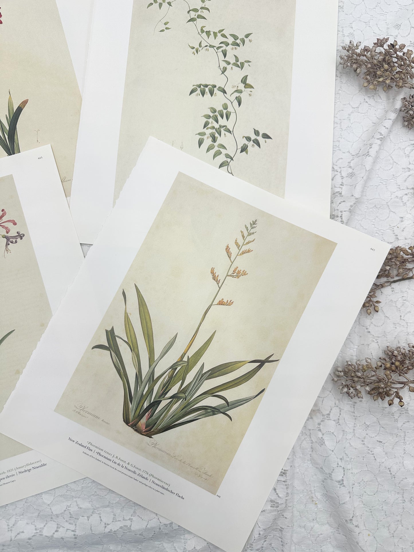 Botanical Print Set