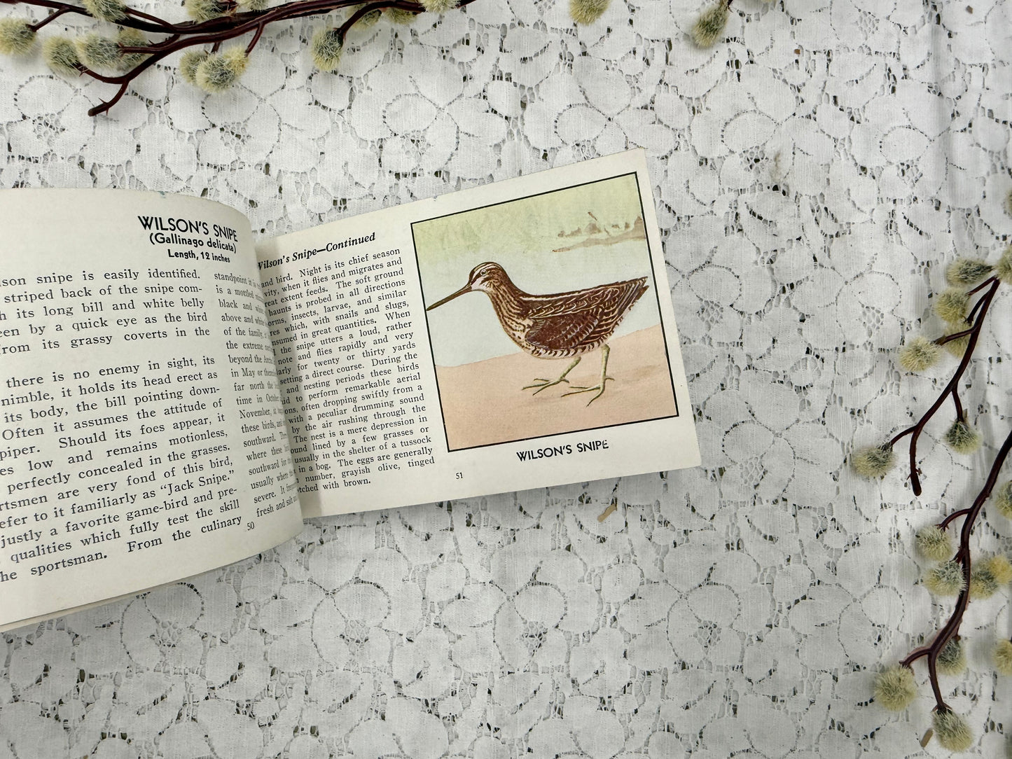 Bird Book