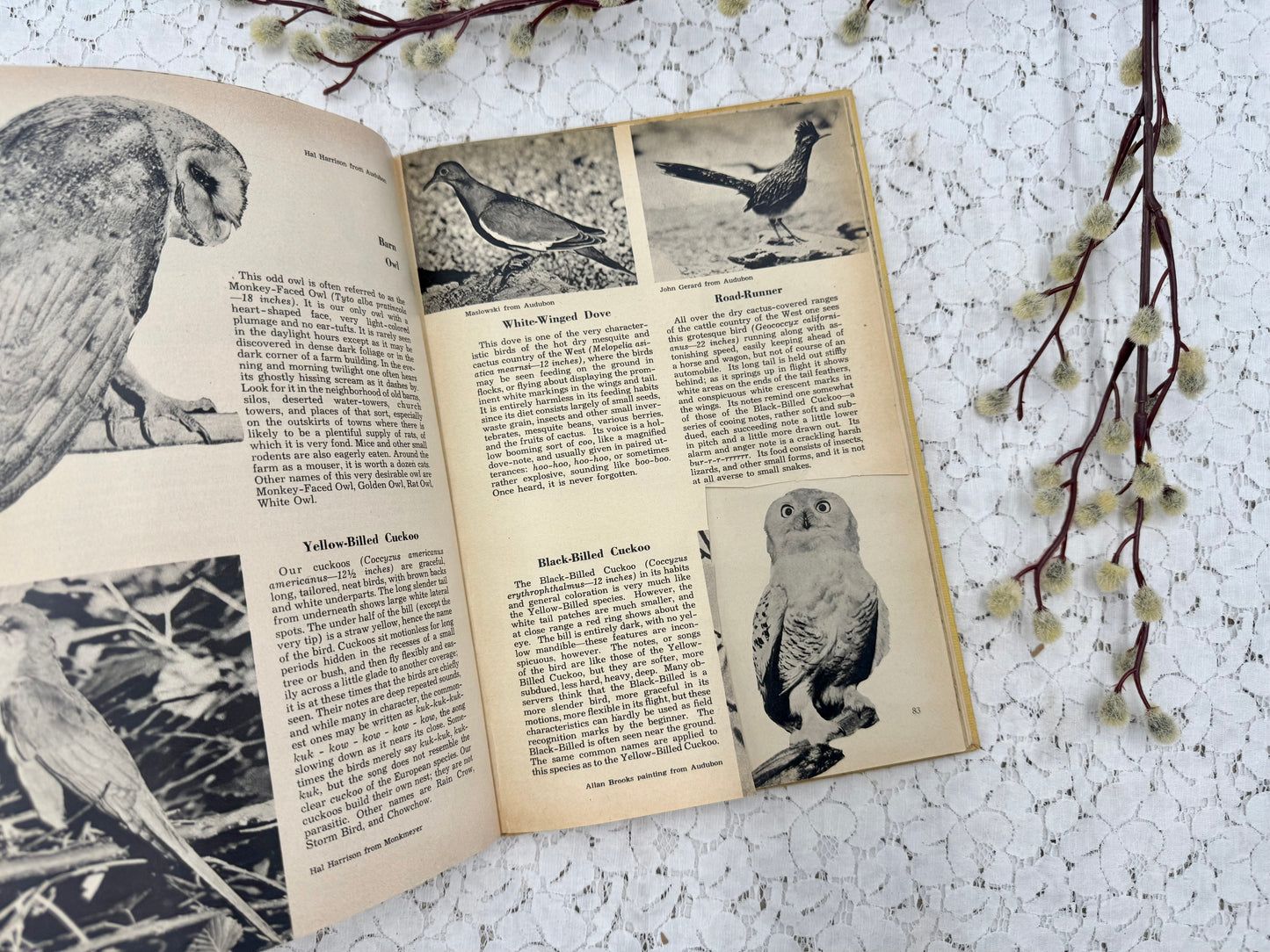 Vintage Bird Book