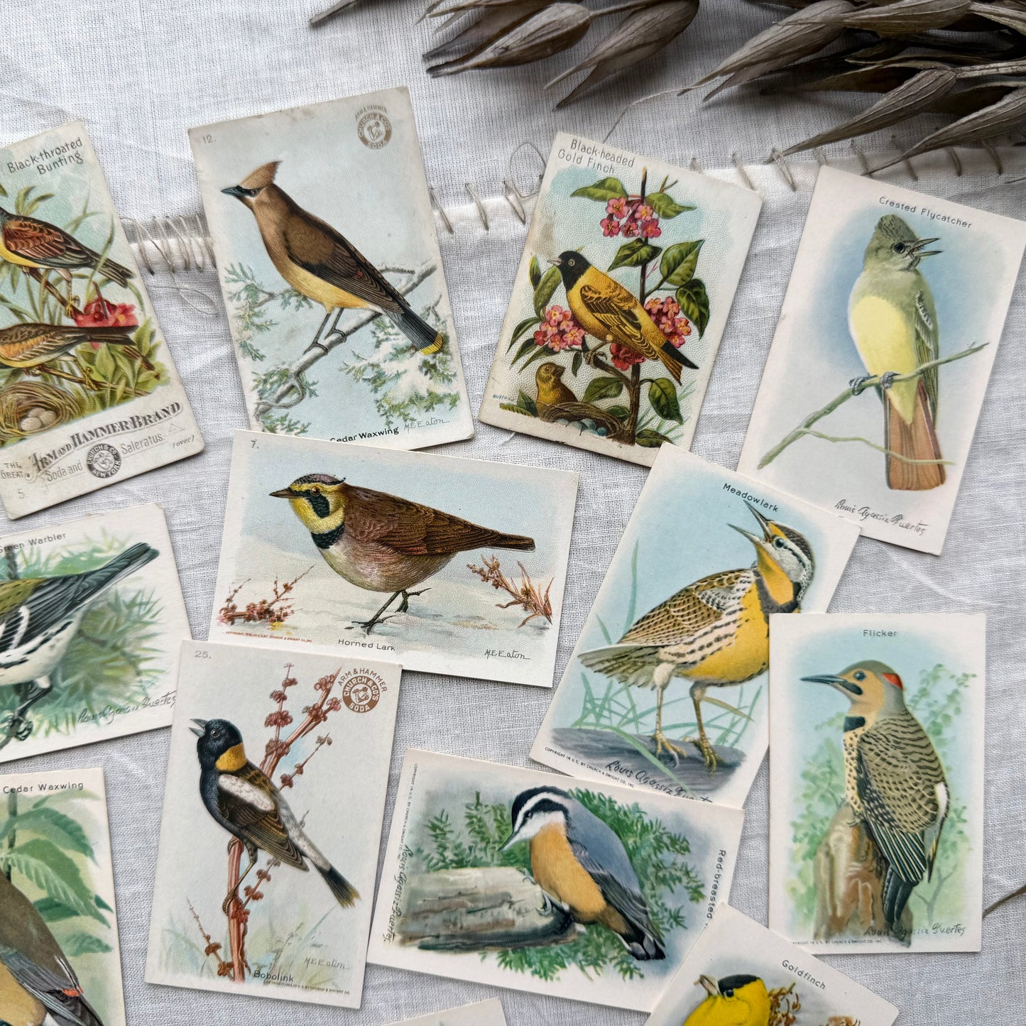Vintage Bird Trading Card Set