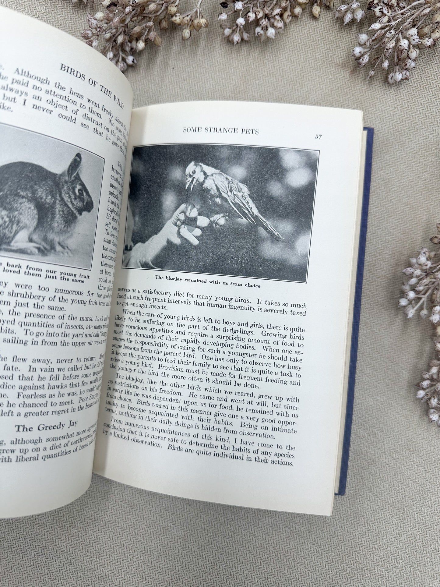 Birds of the Wild- 1928