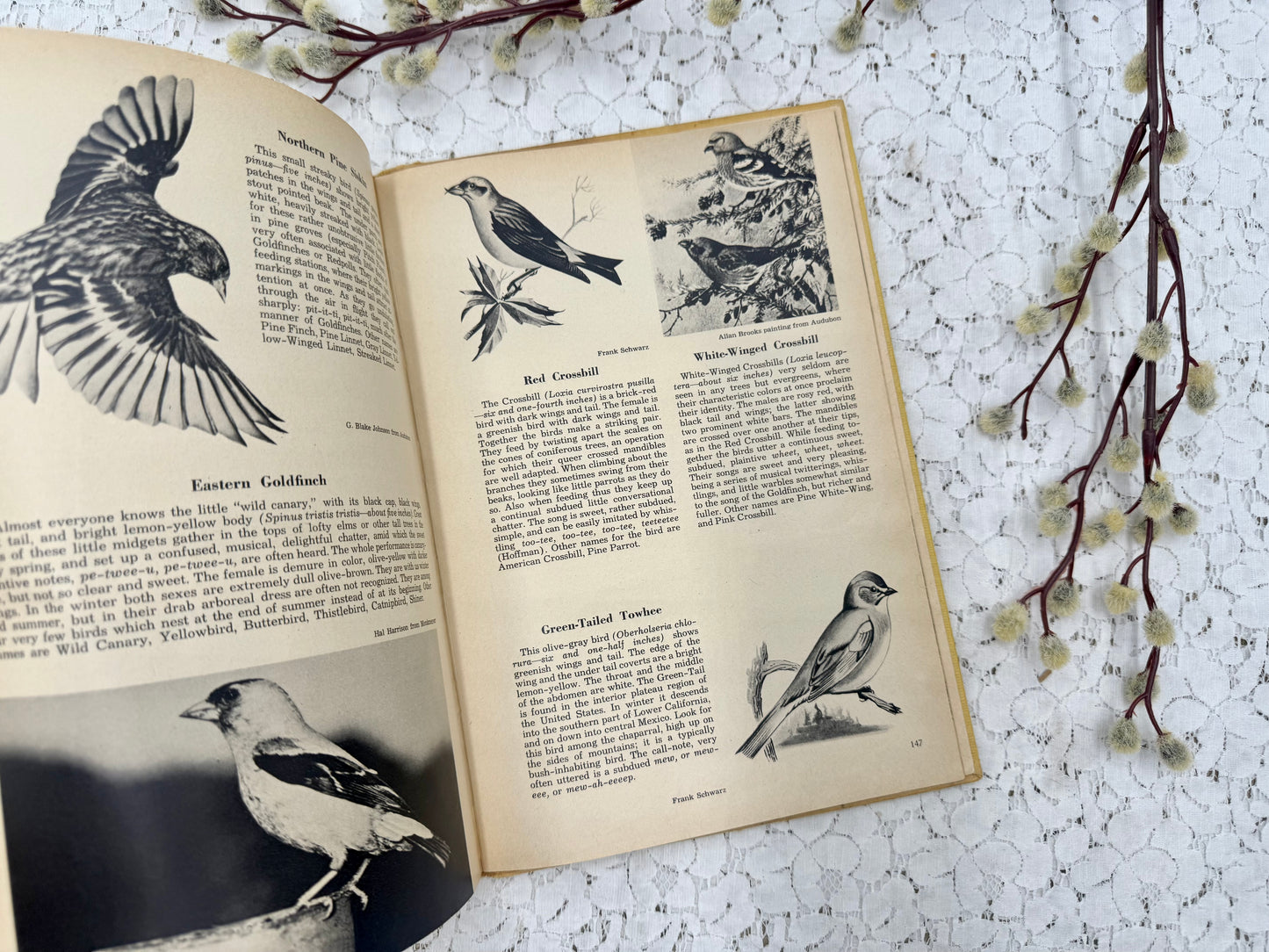 Vintage Bird Book