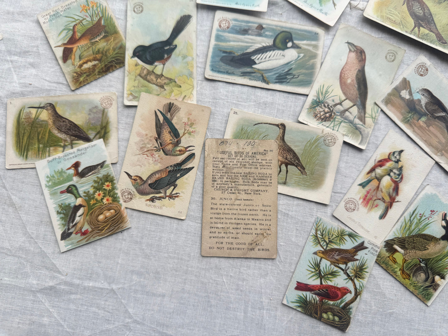 Vintage Bird Trading Cards