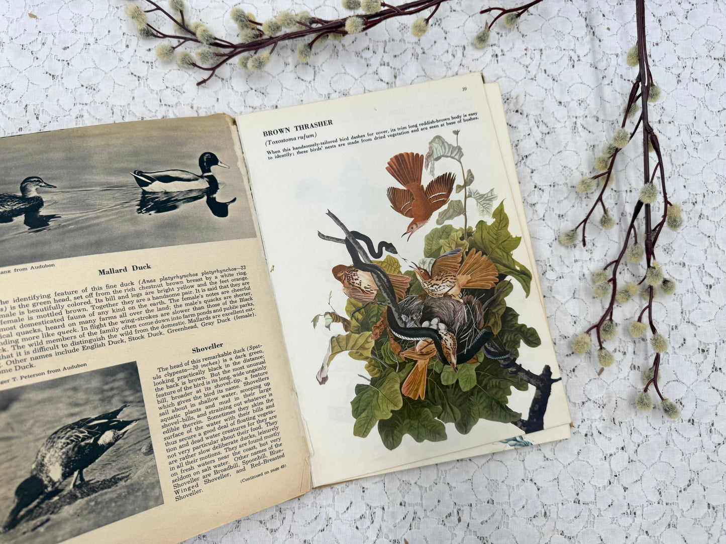 Vintage Bird Book