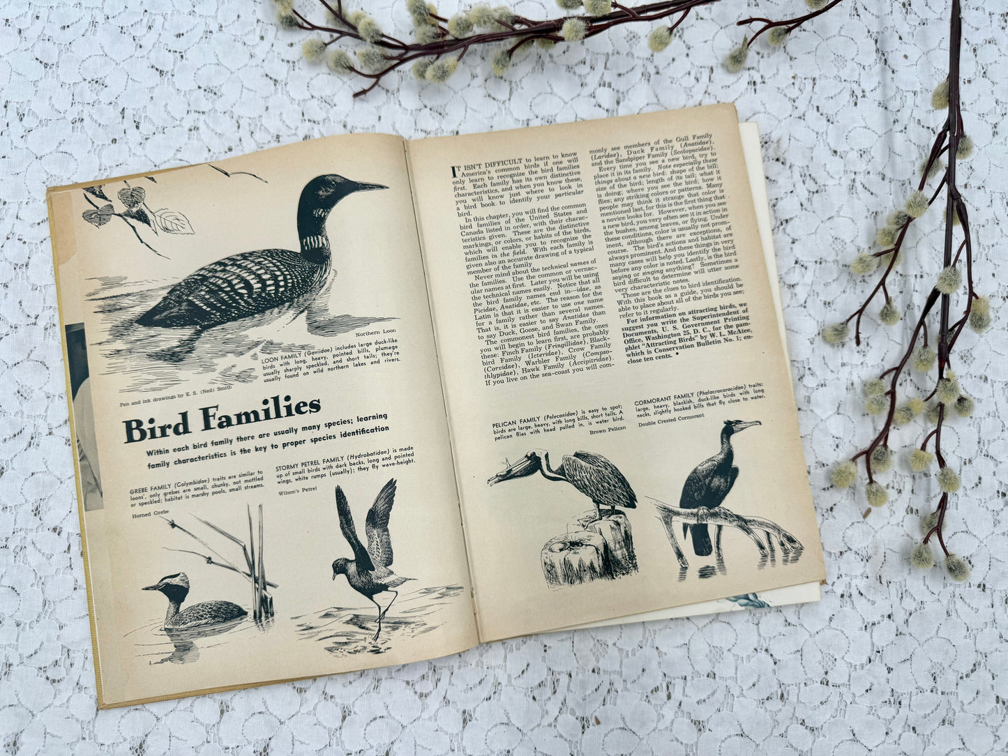 Vintage Bird Book