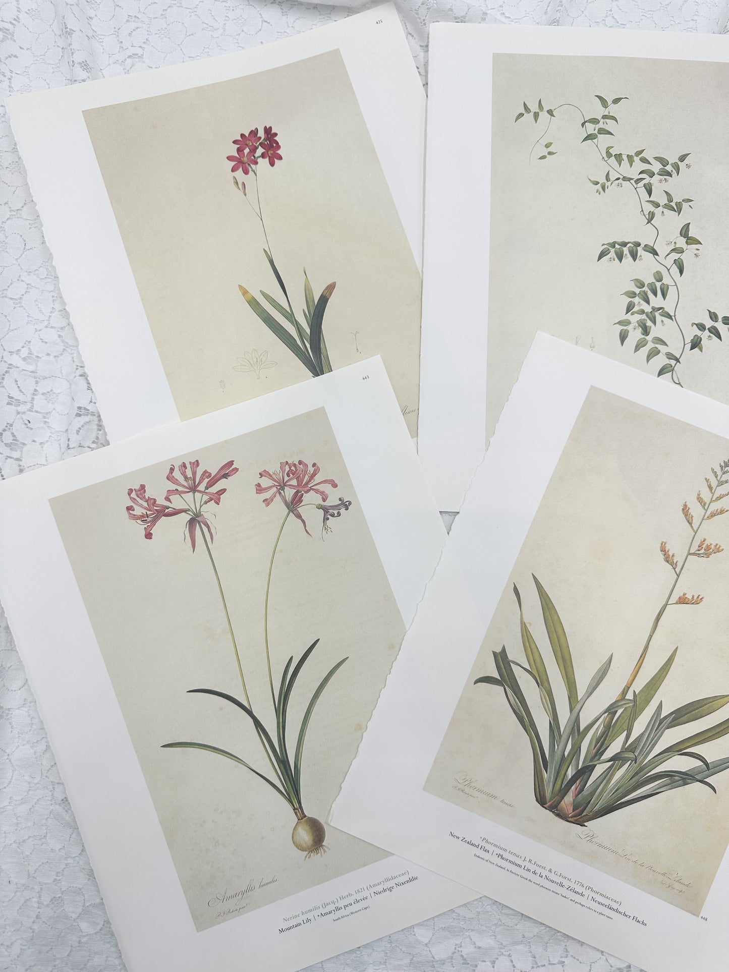 Botanical Print Set