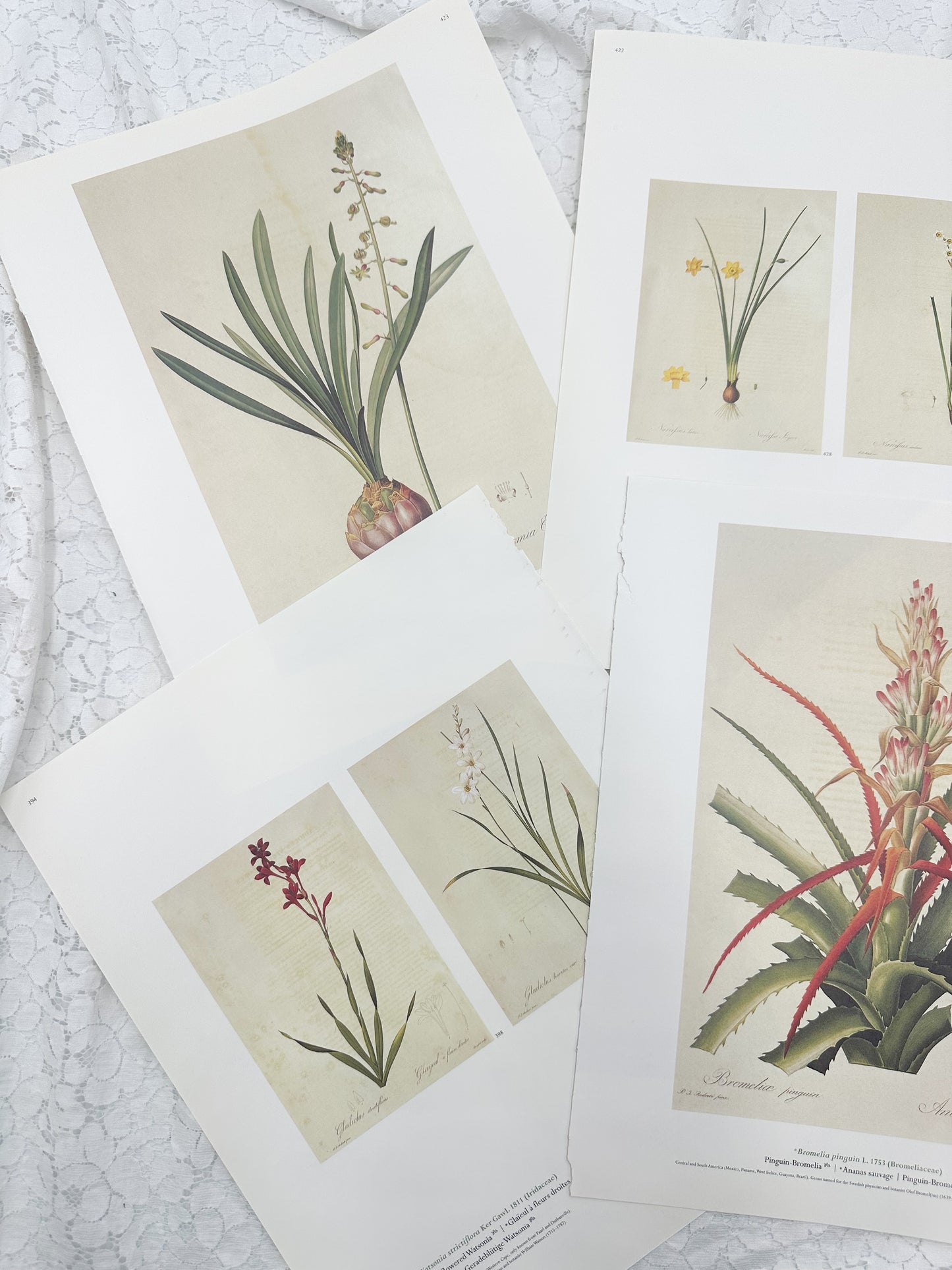 Botanical Print Set
