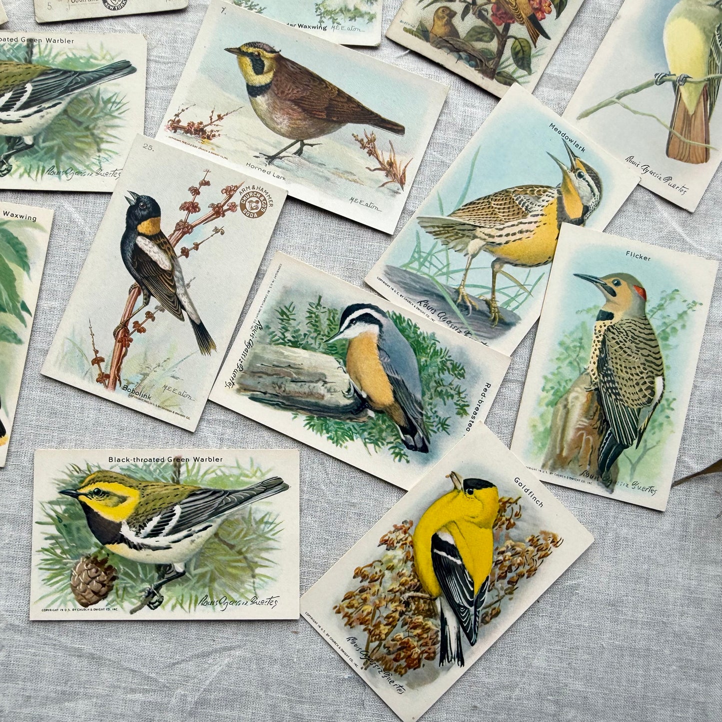 Vintage Bird Trading Card Set