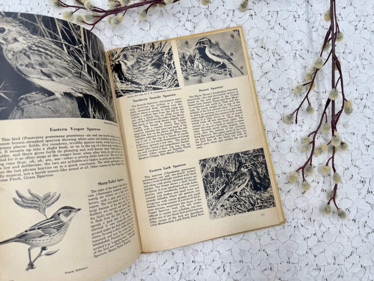Vintage Bird Book