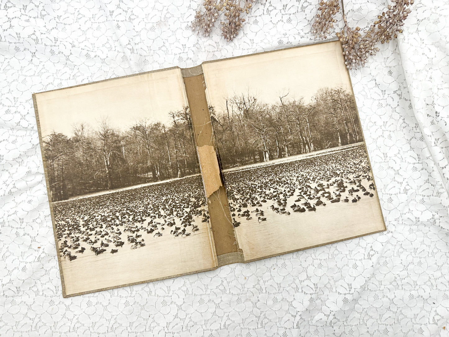 Vintage Book Cover