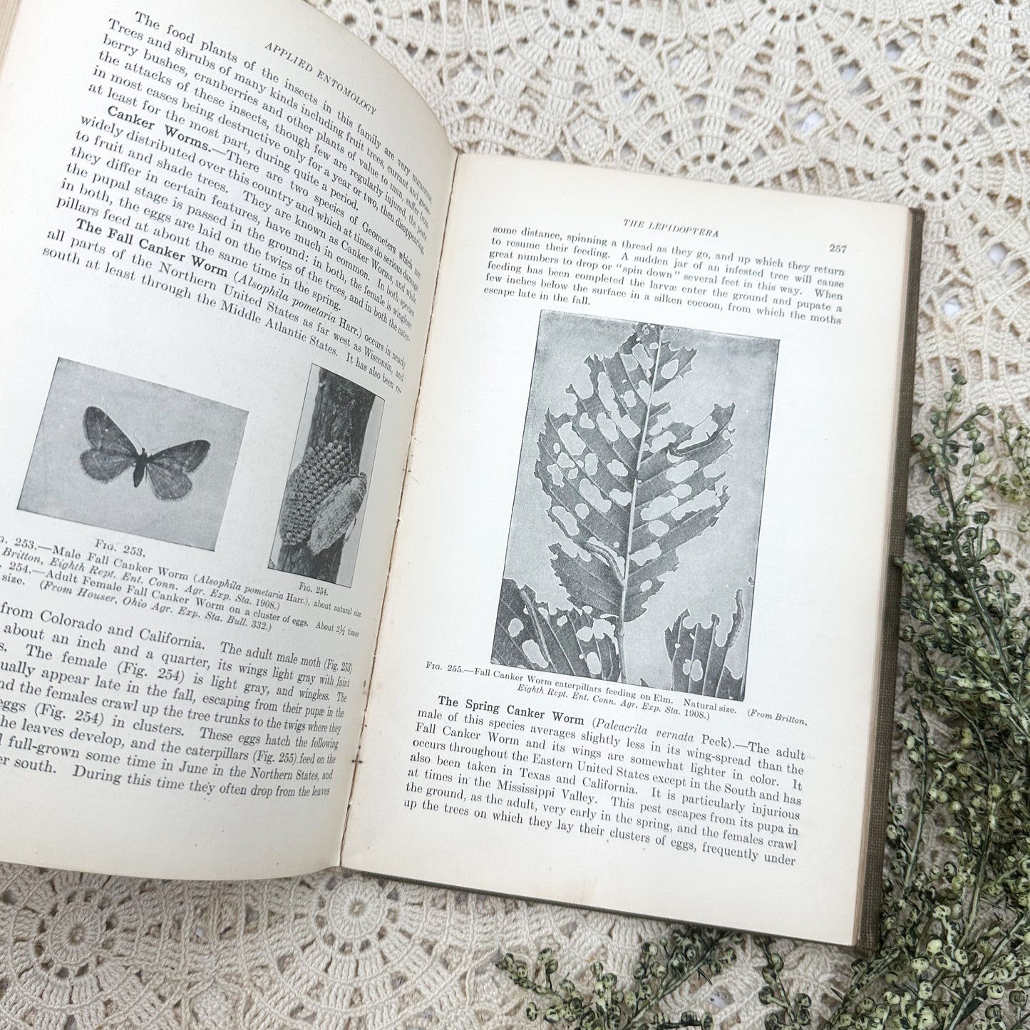 Applied Entomology by H.T. Fernald, Ph.D