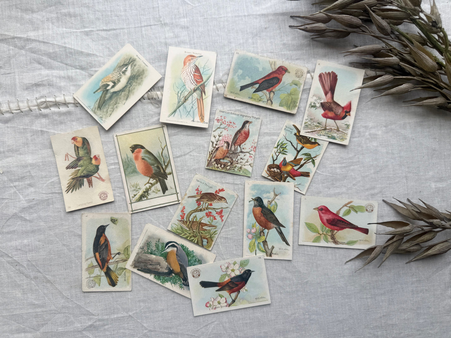 Vintage Bird Trading Cards