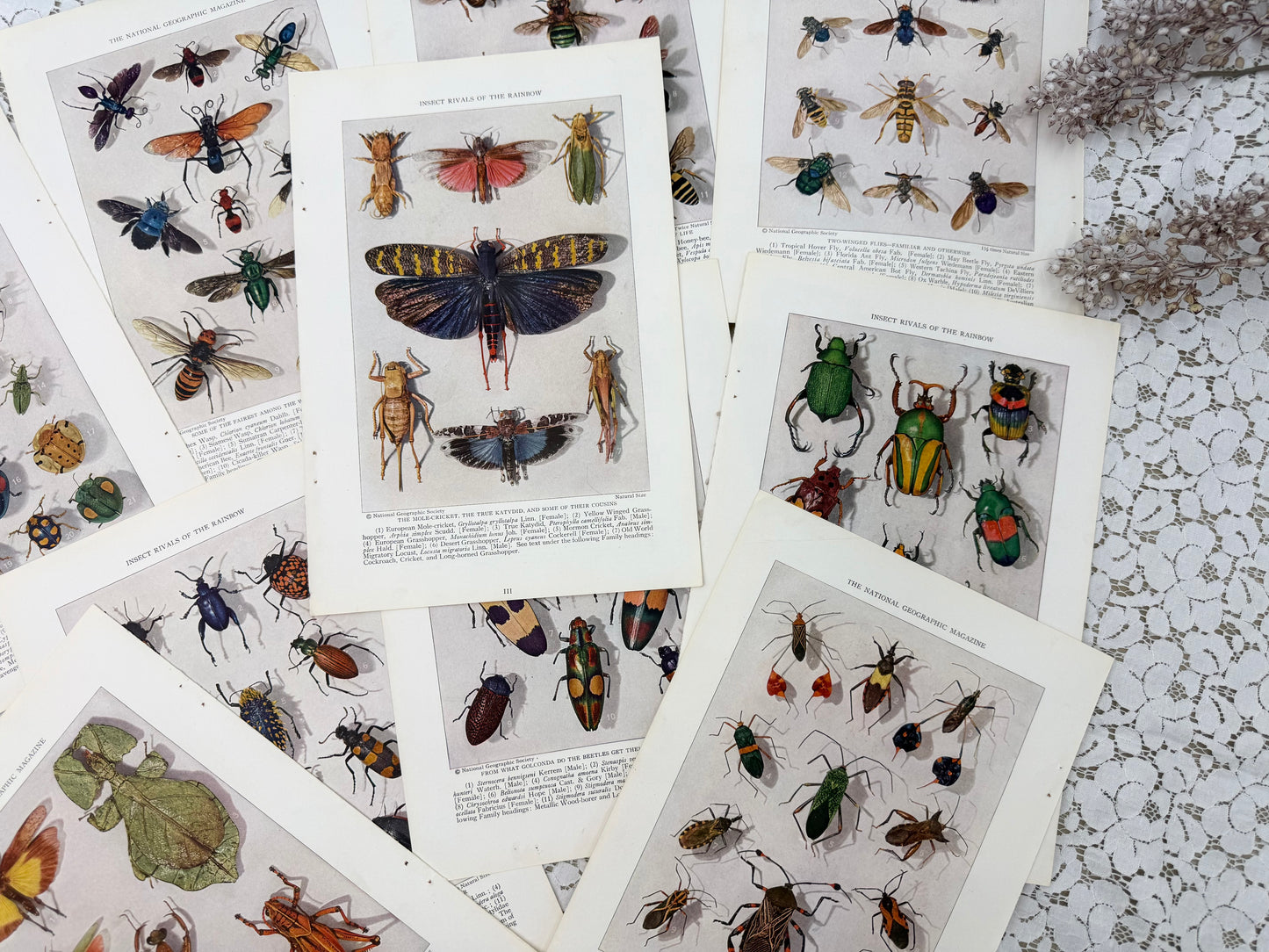 Vintage Insect Prints