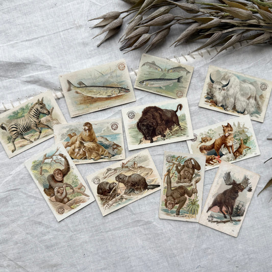 Vintage Animal Trading Card Set