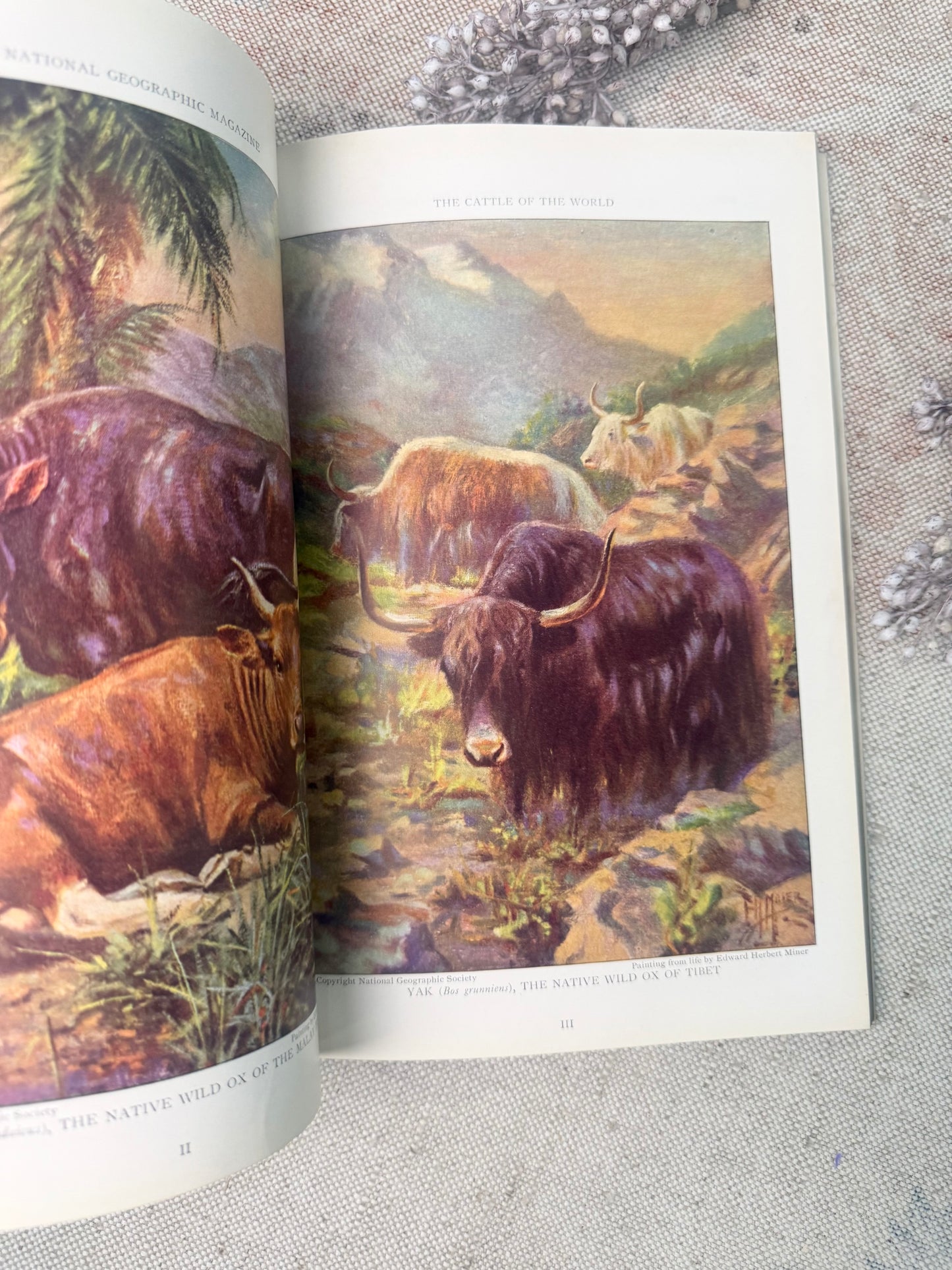 National Geographic Magazine