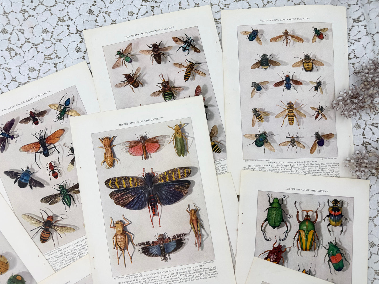 Vintage Insect Prints