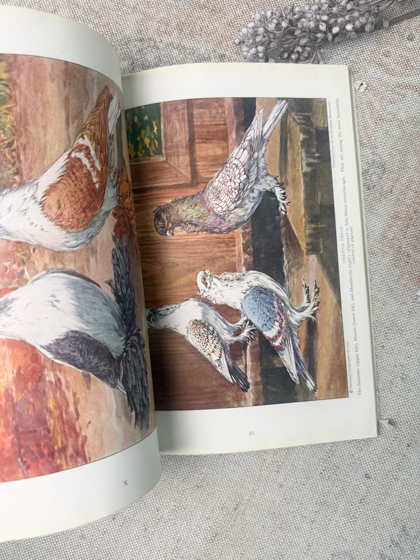 National Geographic Magazine